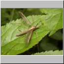 Tipula sp - Schnake 05a.jpg